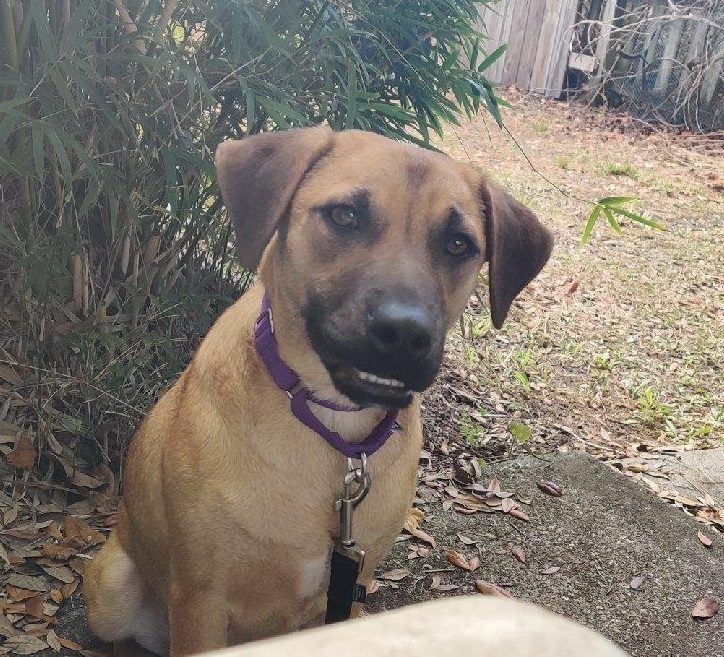 Indio, a Hound mix, submitted by Michelle