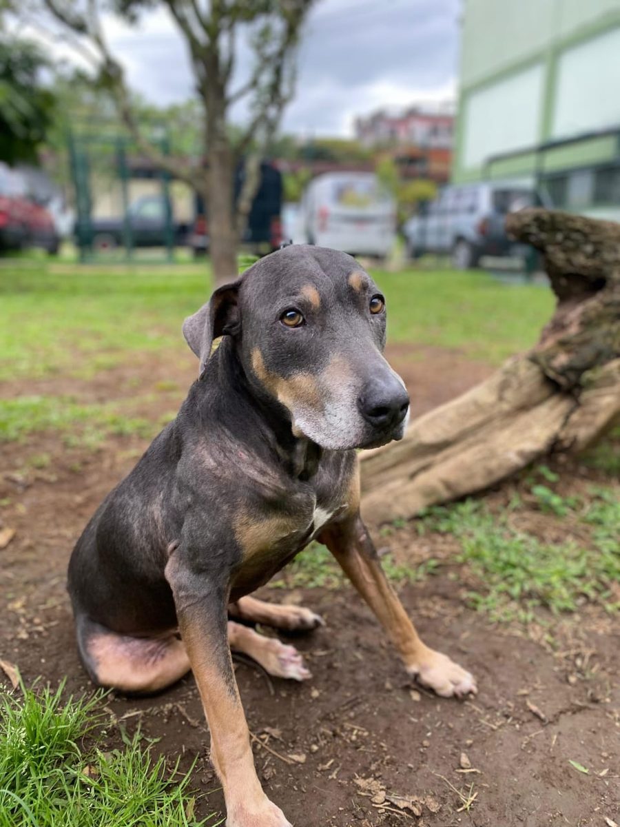 Mili, a Mixed breed, submitted by Edgar