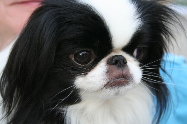 Japanese_Chin_portrait