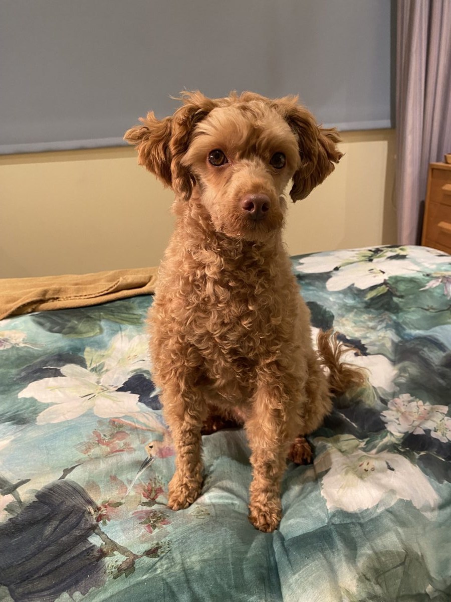 MiniMax, a Miniature Poodle, submitted by Claire