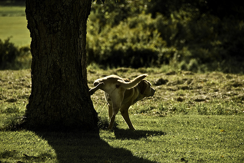 A new study shows that dogs prefer to align in the north-south magnetic field axis when relieving themselves. Photo Credit: Mike Finkelstein
