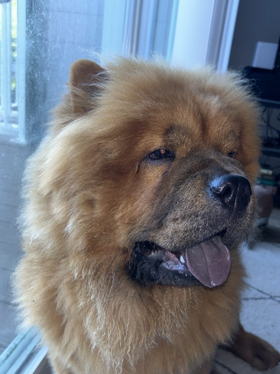 Denji, a Chow Chow, submitted by Carolina