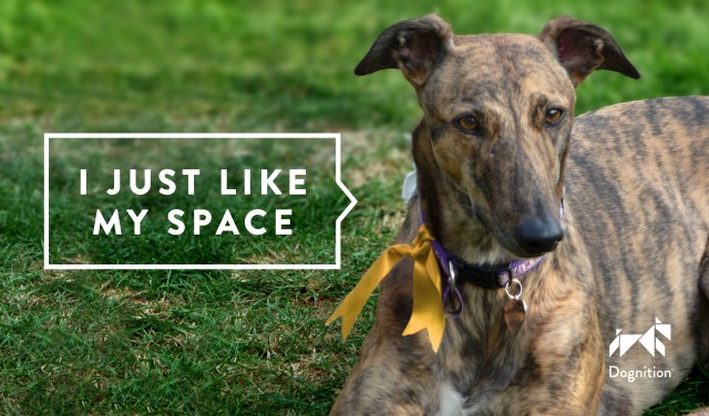 Yellow Ribbon Dog