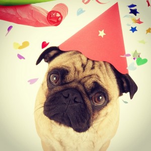 Let's celebrate Love Your Pet Day! Photo: Link Humans UK