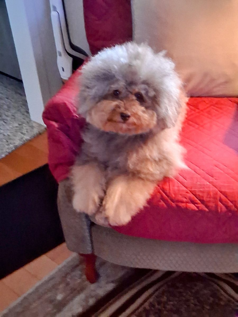 Freyja, a Phantom Toy Poodle, submitted by June