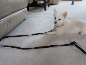 Cooper is ready to play!