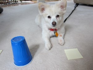 Copper is ready to play the Dognition games!