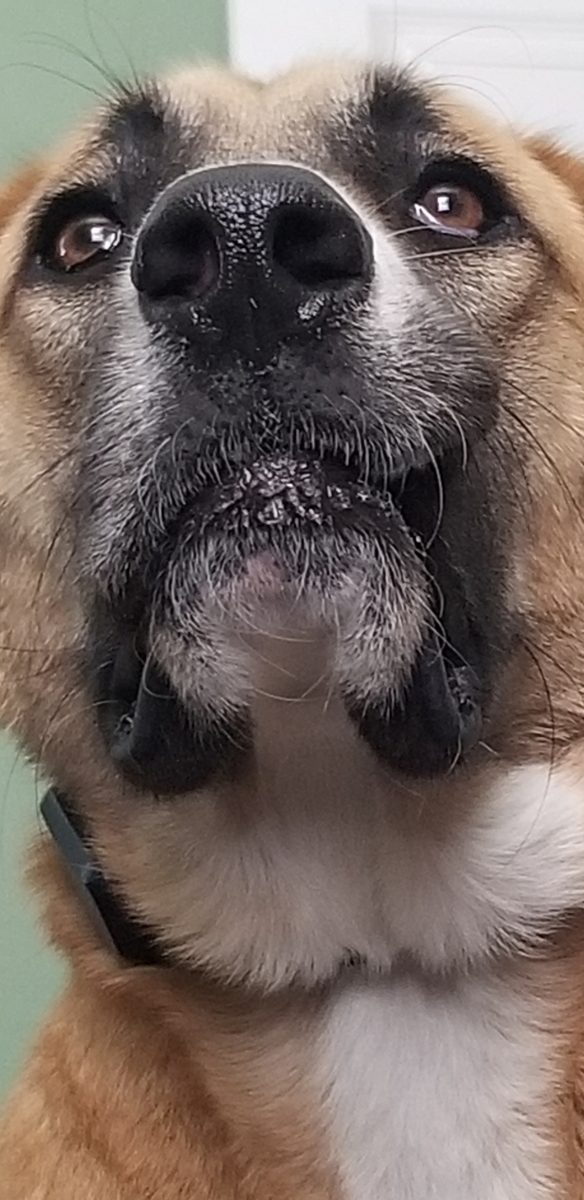 Chöco, a Shepherd mix, submitted by Jharie