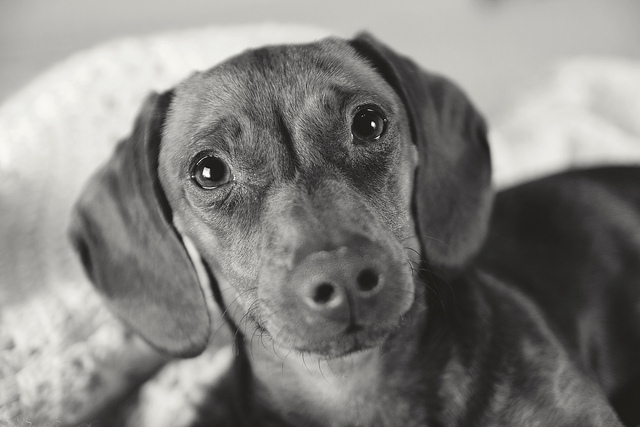 Protect your furry friend from accidental fires.