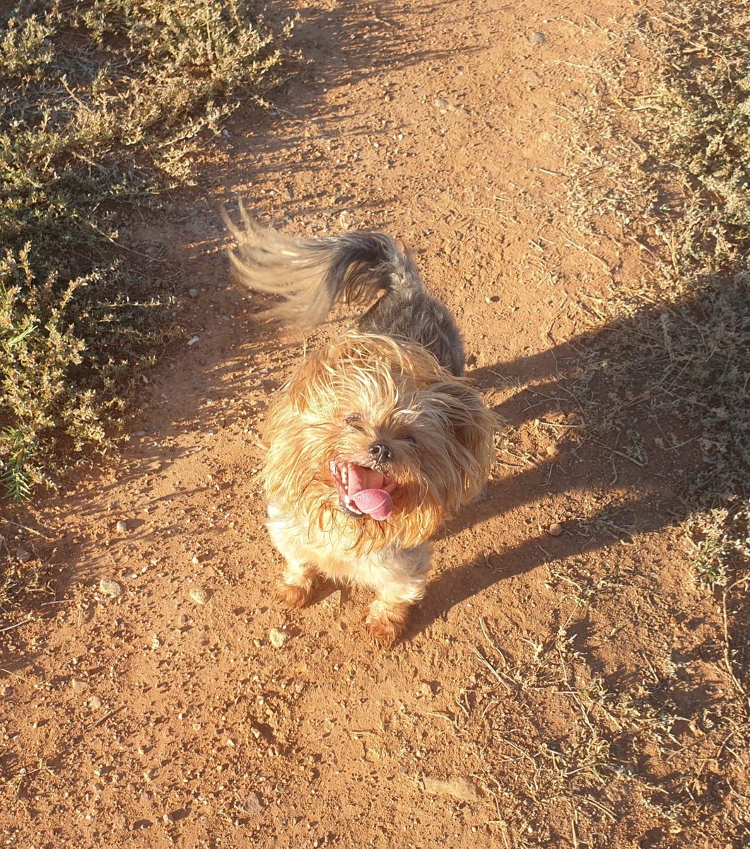 Socks, a Yorkshire Terrier, submitted by Alison