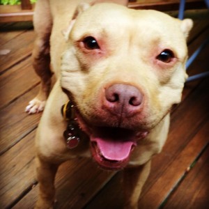 Pit bulls are below average in aggression towards humans. Photo Credit: Alana Bossen