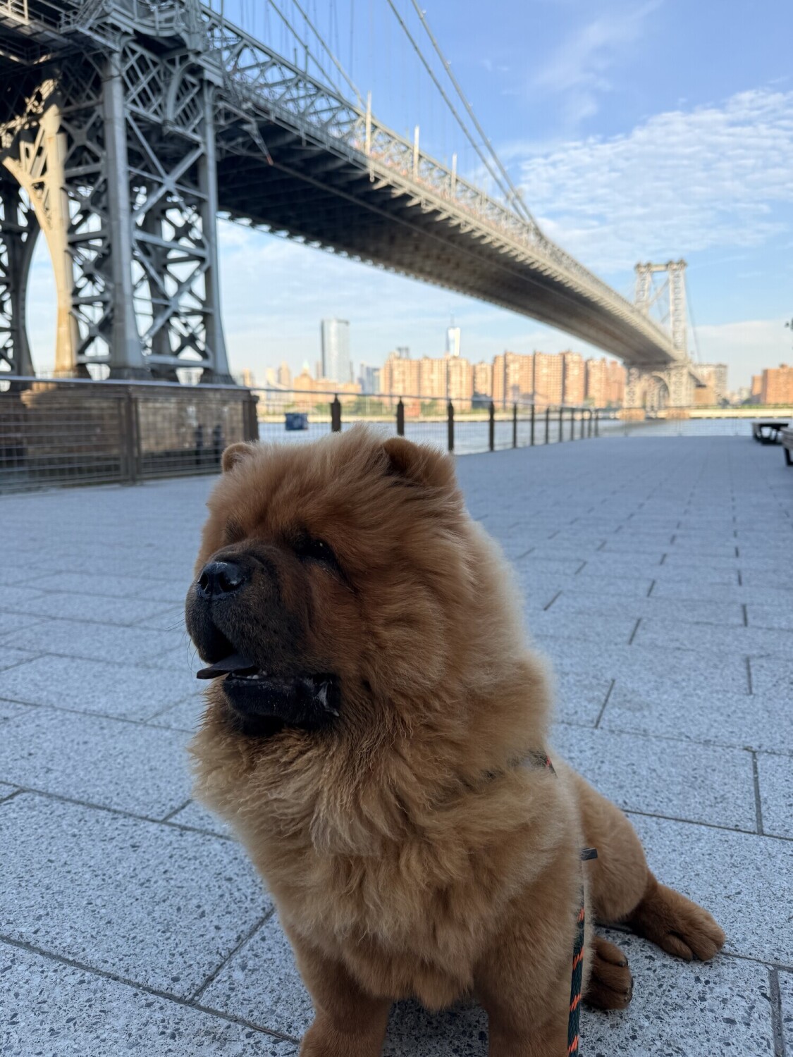 Denji the Chow Chow sitting beneath the Williamsburg Bridge with the Manhattan skyline behind him