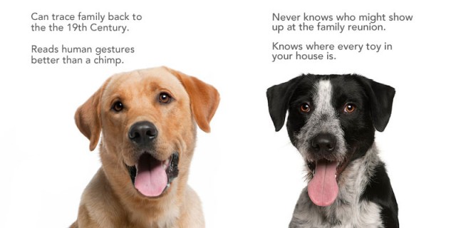 breed_diff