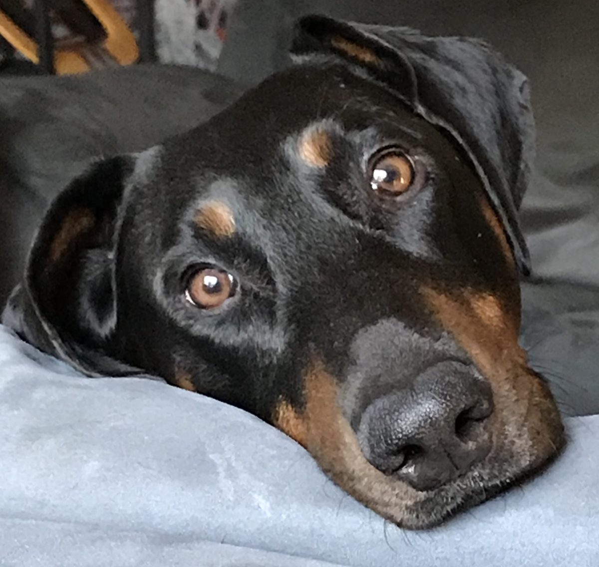 Harper, a Rottweiler mix, submitted by Sloan