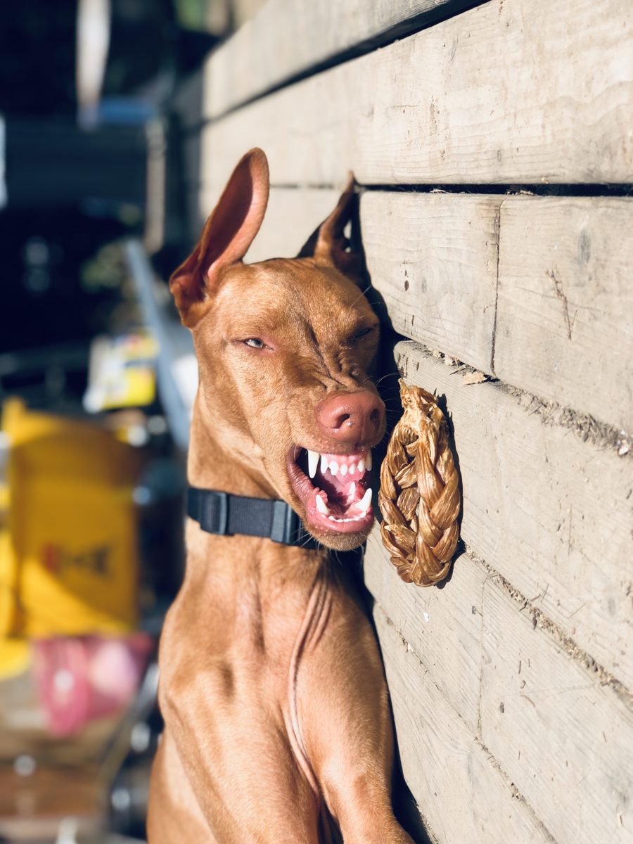 Shazam, a Vizsla, submitted by Sergey
