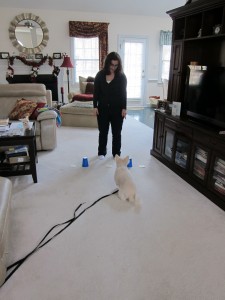 Release your foot from the leash when you are ready for your dog to make a choice.