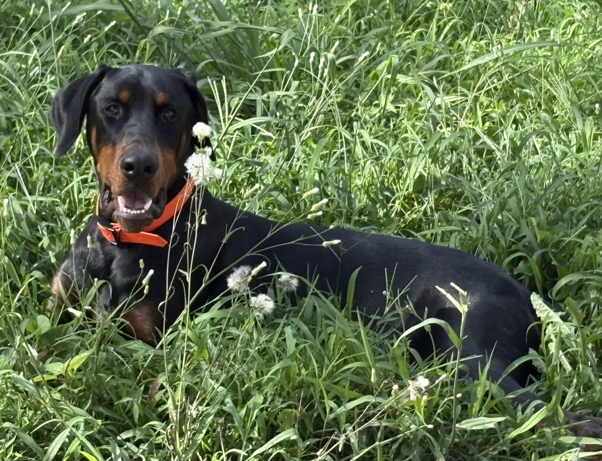 Woody, a Doberman Pinscher, submitted by Sloan