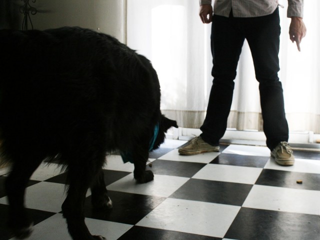 teddys_choice