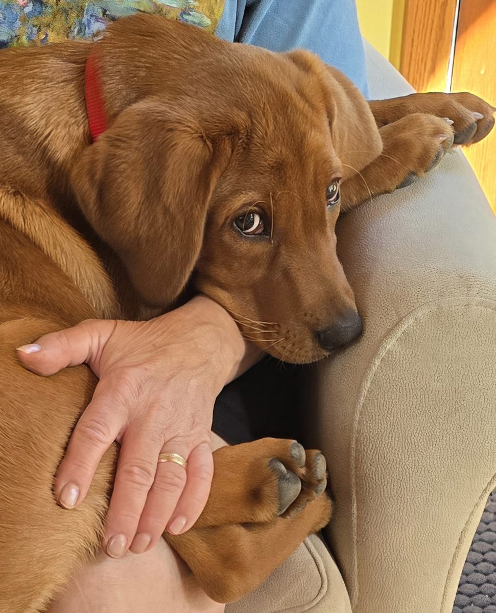 Loki, a Hound mix, submitted by Larry