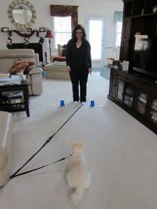 Keep your foot on the end of the leash until you are ready for your dog to make a choice
