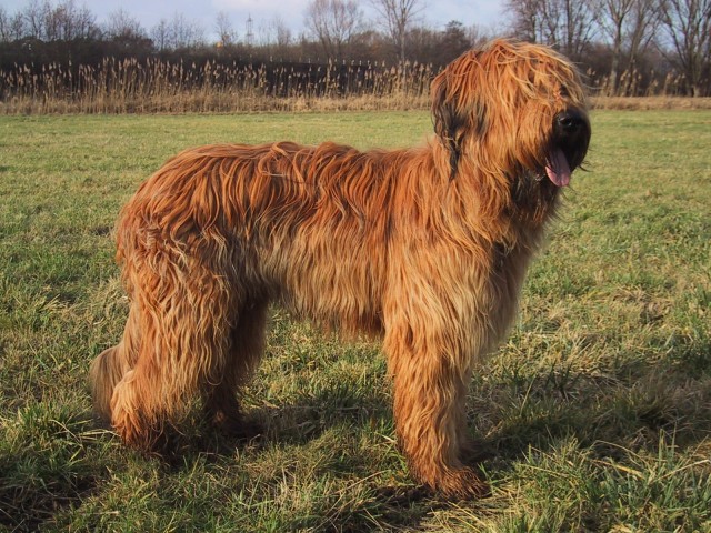 Briard_fauve