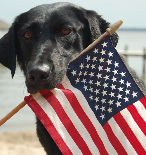 Photo Credit: bestbullysticks.com