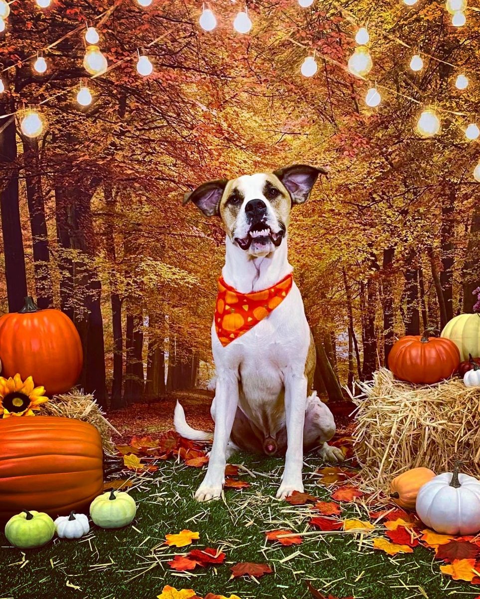 Dexter, a American Bulldog mix, submitted by Kym