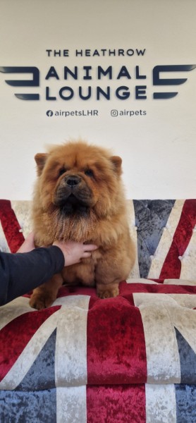 Denji the Chow Chow sitting on a Union Jack cushion at the Heathrow Animal Lounge before his flight to Massachusetts