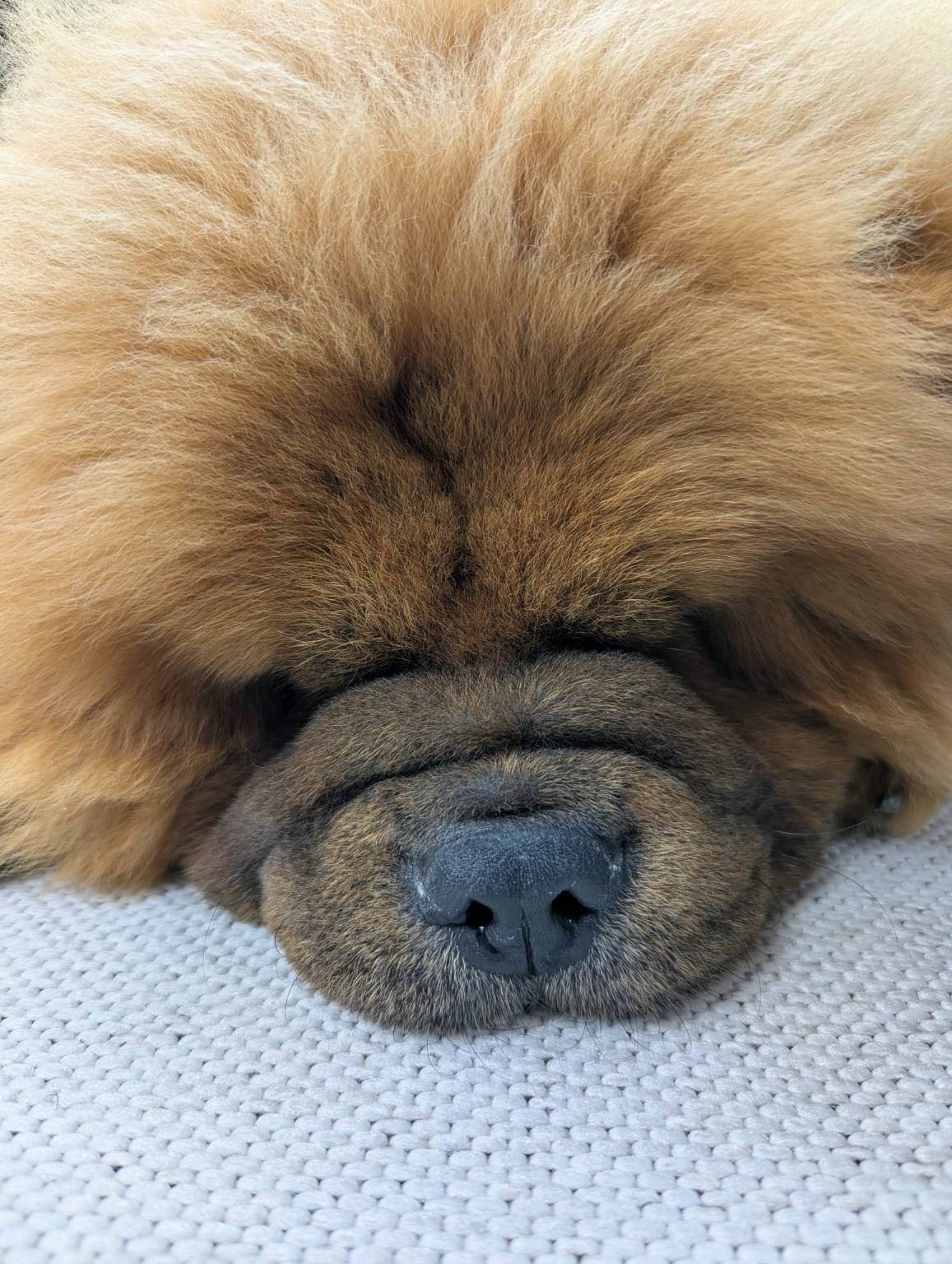 Close-up of Denji the Chow Chow napping, his nose resting on a woven blanket