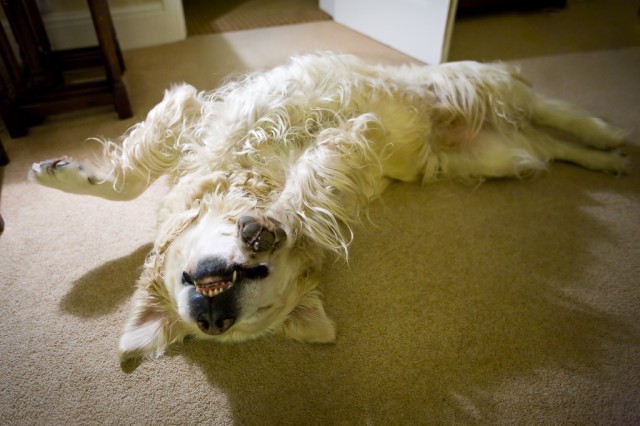 Does your dog sleep like this?