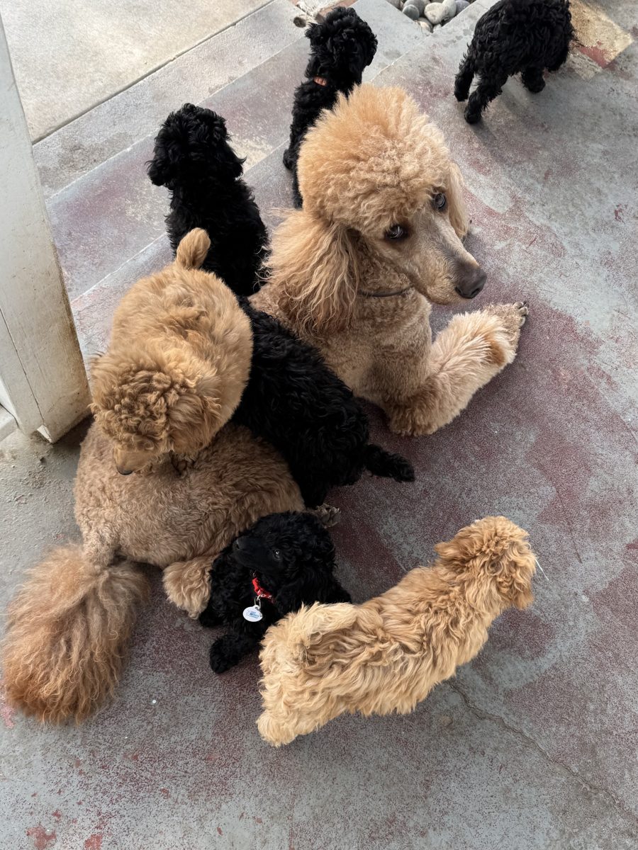Hero, a Standard Poodle, submitted by Eleni