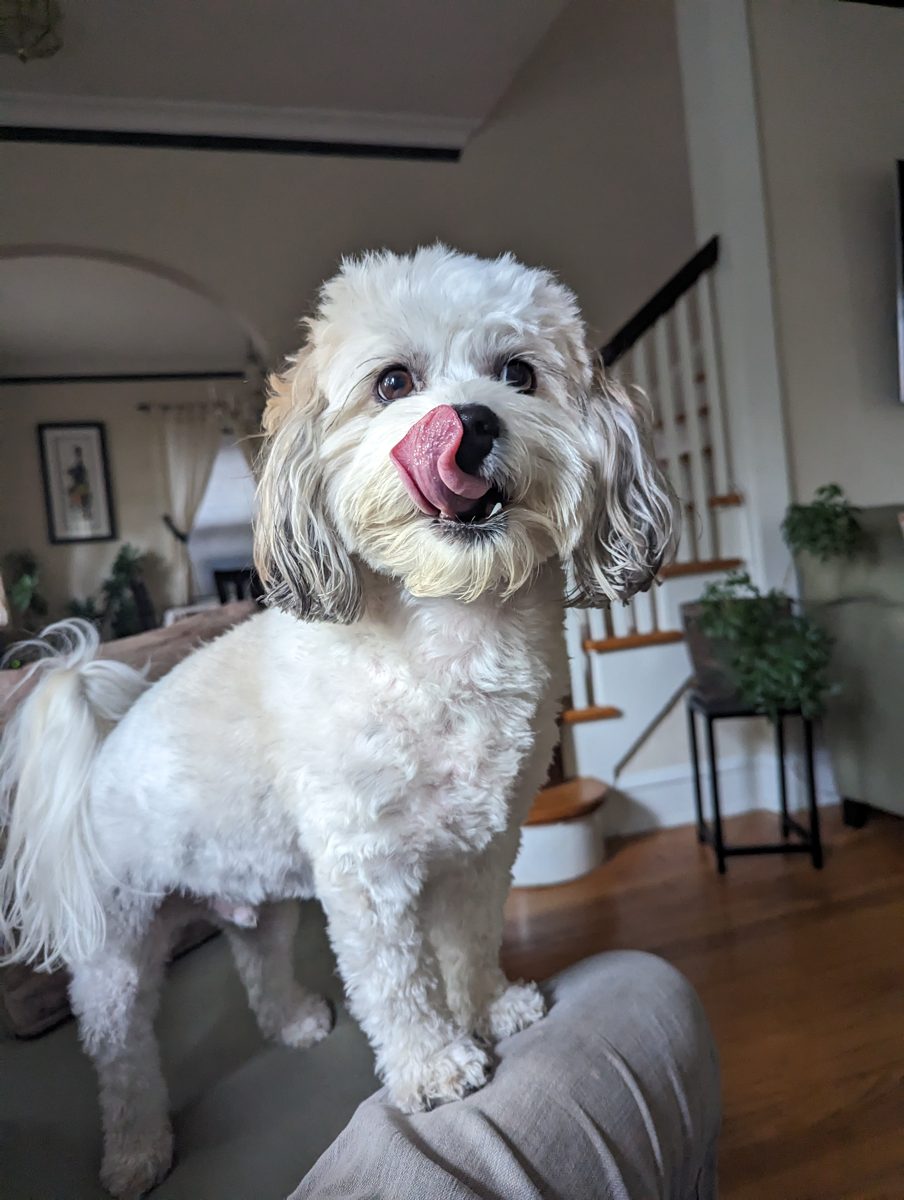 Henry, a Cockapoo, submitted by Jenny