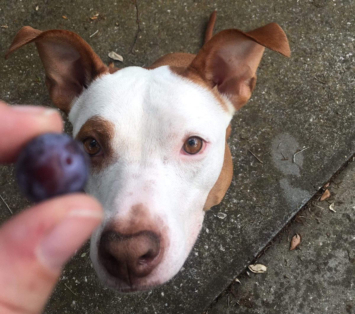 Nakano, a Pit Bull mix, submitted by Michelle