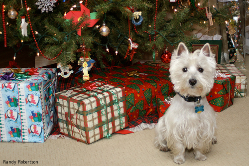 dog xmas rectangle