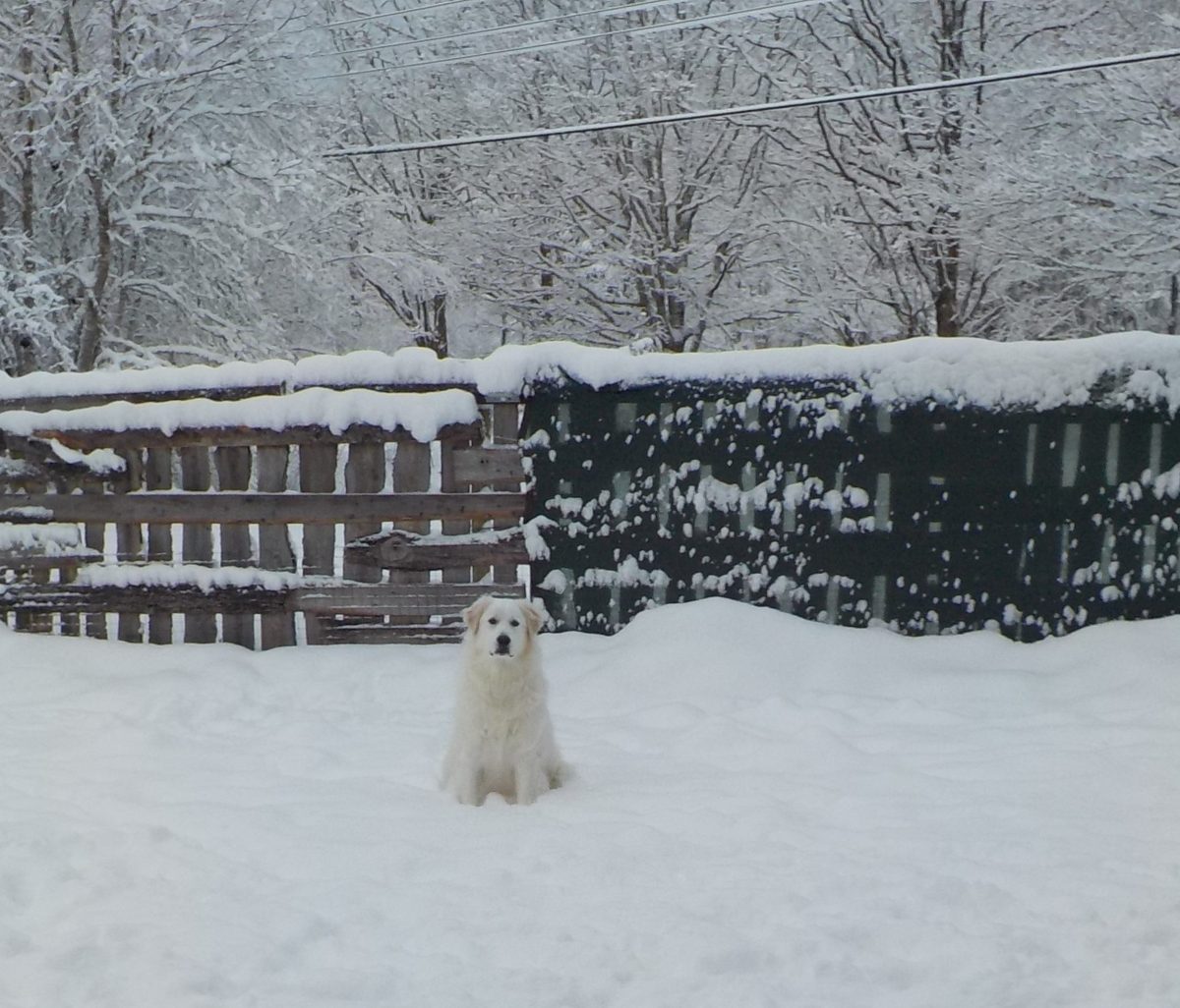 Kedji, a Great Pyrenees, submitted by Tressie