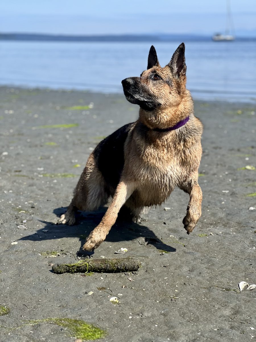 London, a German Shepherd mix, submitted by Bev
