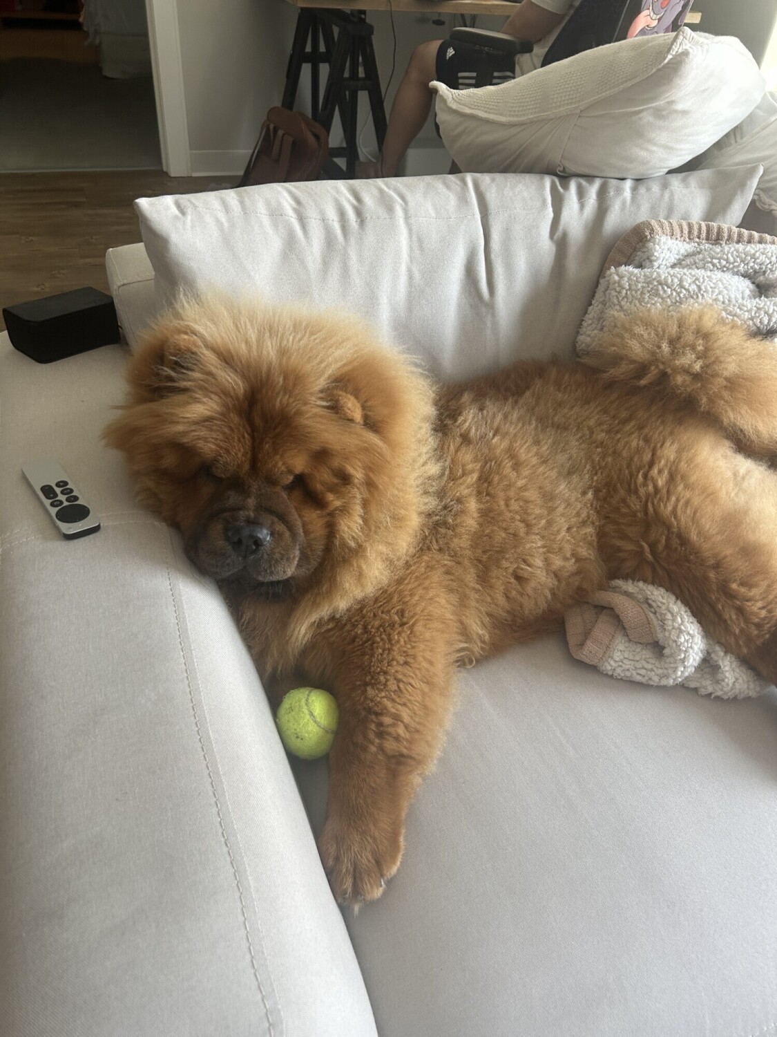 Denji the Chow Chow stretched out on a white sofa next to a tennis ball