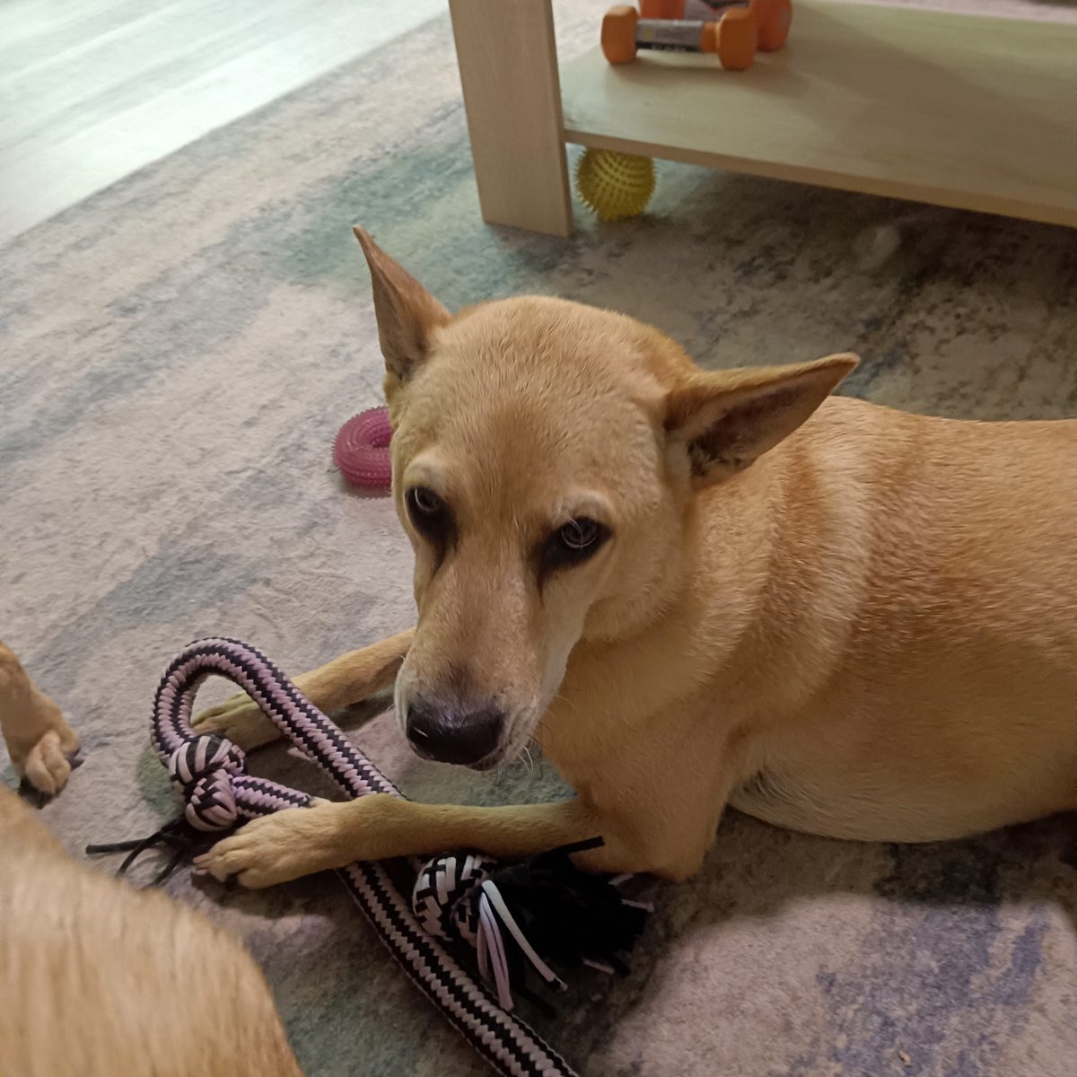 Merrell, a Labrador Retriever mix, submitted by Susan