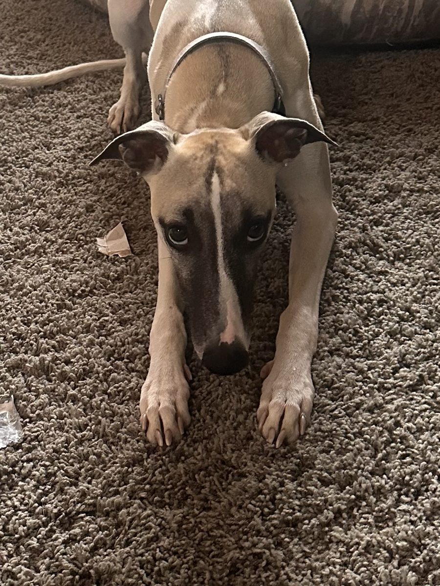 Lou, a Whippet mix, submitted by Elizabeth