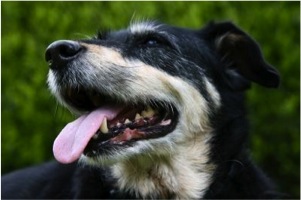 "Panting Dog" by James Barker