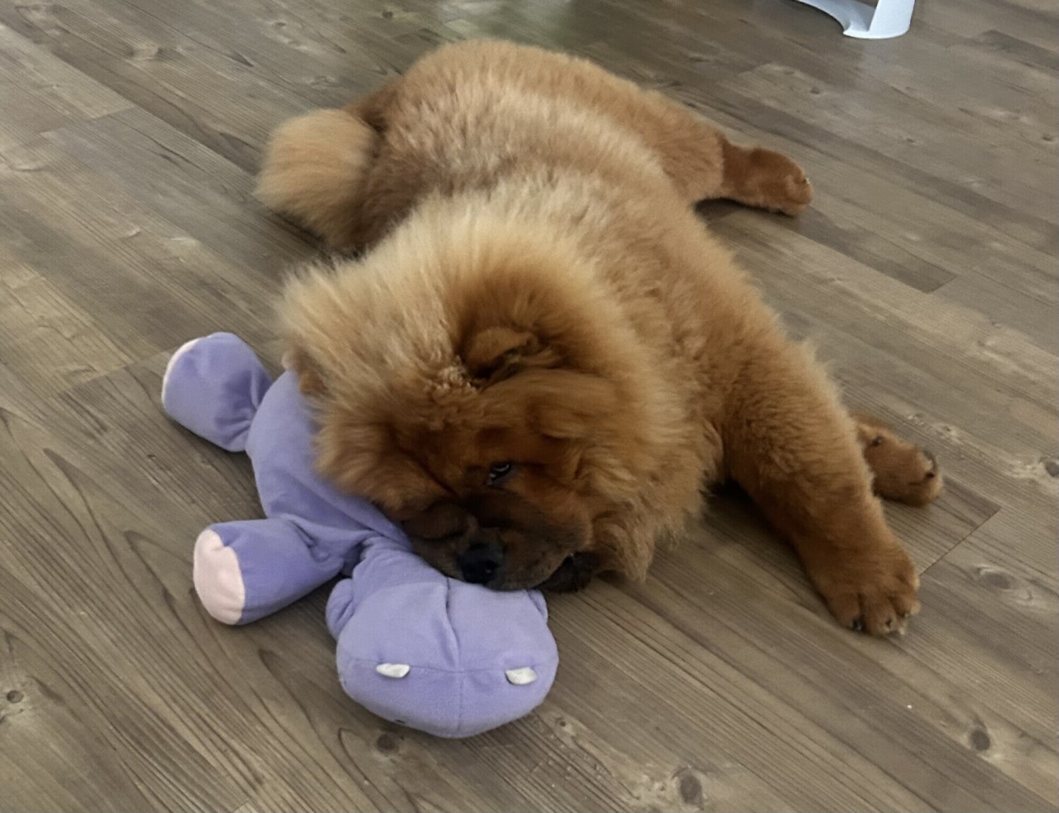 Denji the Chow Chow resting his head on a purple plush hippo toy