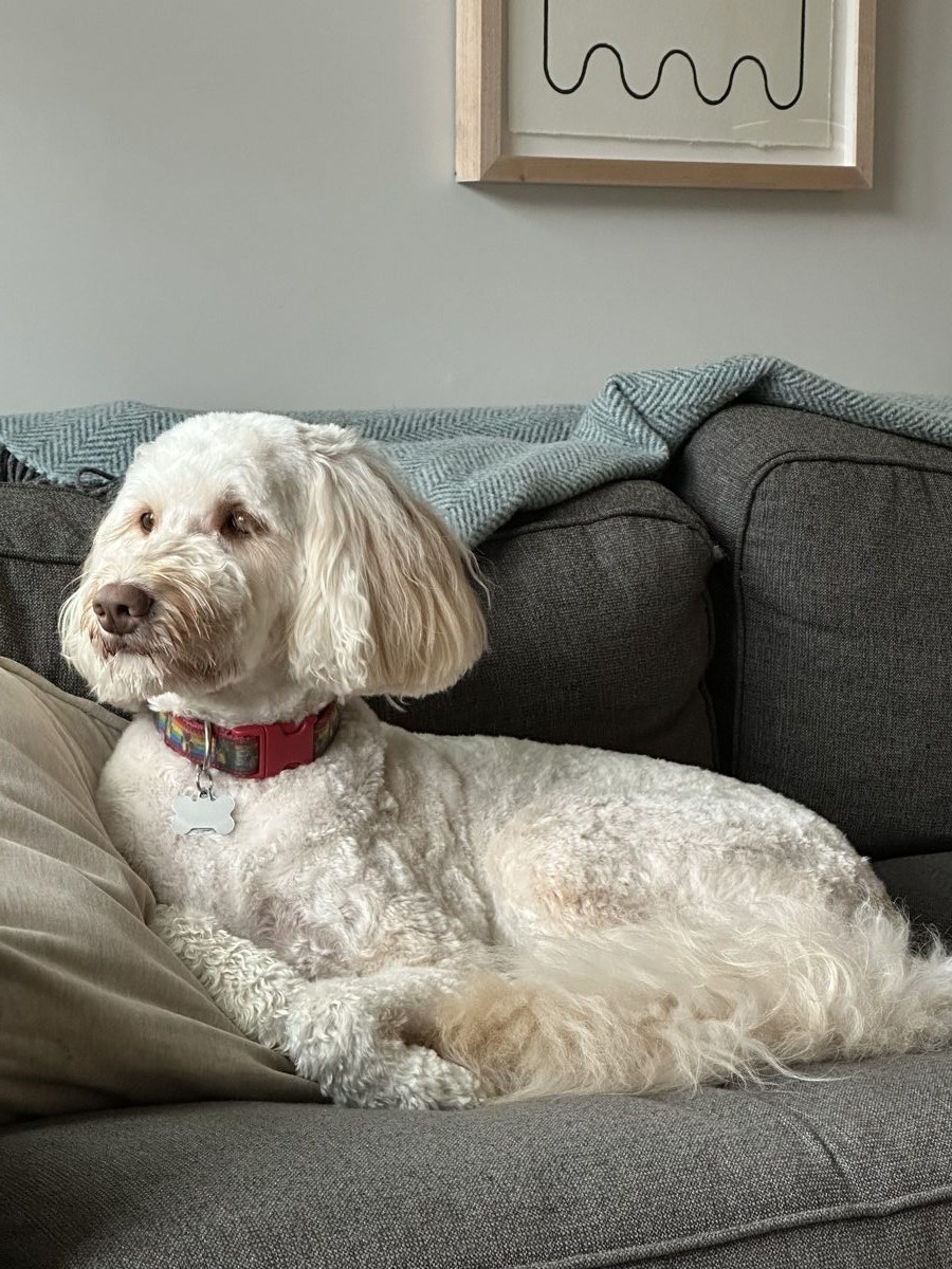 Harper, a Doodle mix, submitted by Evan