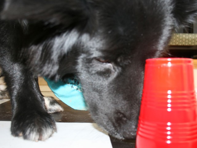 teddy_cup