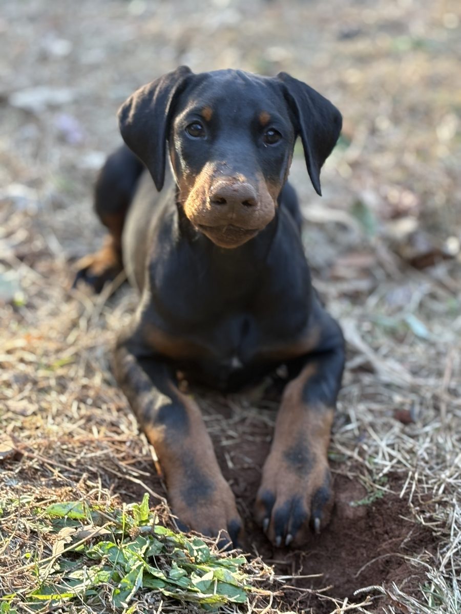 London, a Doberman Pinscher, submitted by Sloan