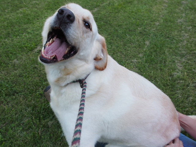 Saoirse, a Dognition Protodog, is looking for her forever home in the Washington D.C. area. 