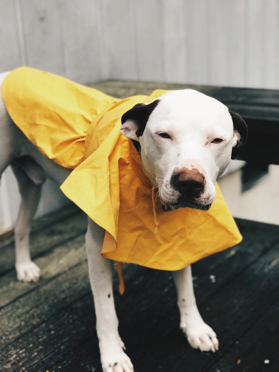 Rutabaga Indigo (Rudy), a Pointer mix, submitted by Caroline