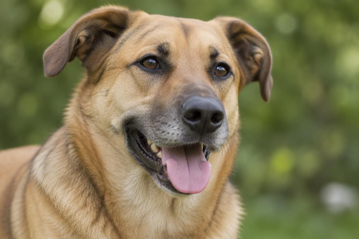 Relaxed tan dog with a loose open mouth, soft eyes, and tongue resting naturally